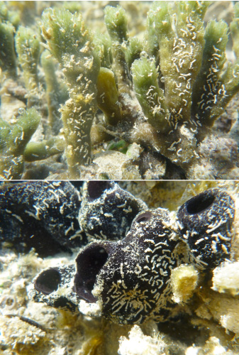 Polydorella