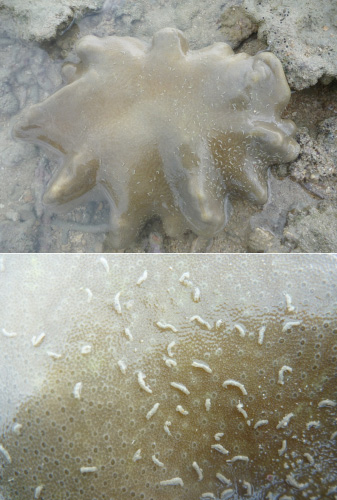 Polydorella