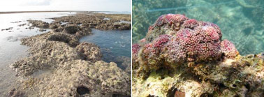 Fig. 3. Massive colonies of <em>Tubipora</em> sp. on an intertidal reef flat on the western side of Long Reef, Eastern Kimberley.