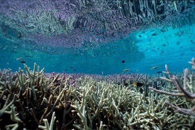 Offshore atoll coral reef