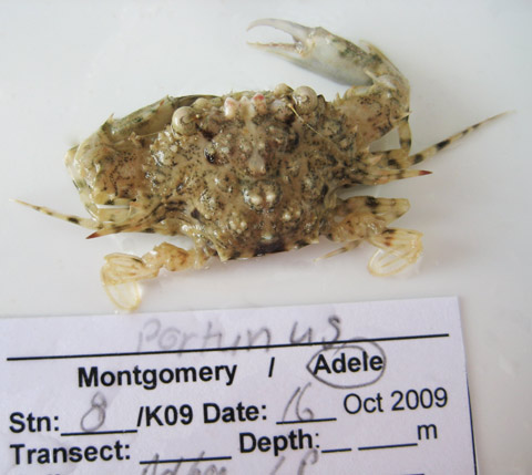 Portunus spiniferus Stephenson & Rees, 1967: Registration number: WAM C44167. Location: Adele I. Live on-deck image (size: 4 cm across carapace spines).