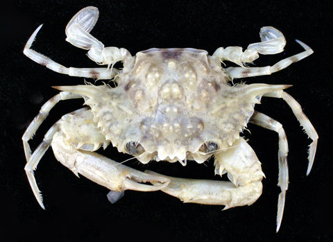 Portunus spiniferus Stephenson & Rees, 1967: Registration number: WAM C44167. Location: Adele I. Preserved, studio image.