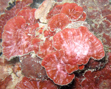 Calcareous reef building algae (Red crust 2) (Photo: Rainbo Dixon)