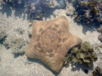 Cushion Seastar, Culcita schmideliana. Montgomery Reef. (Photo: Alison Sampey)