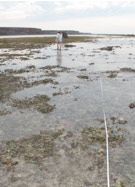 Dr Zoe Richards lays one of the transects on the intertidal reef flat along which she recorded the abundance and diversity of coral species