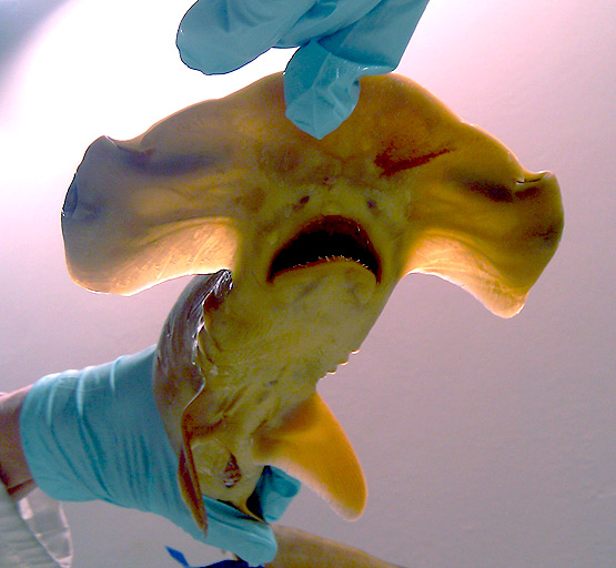 Hammerhead teeth 65% glycerol