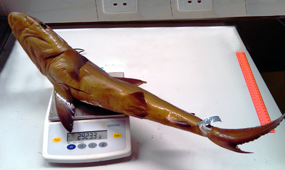 Reef shark 60% vol June 2010