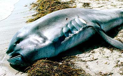 Megamouth III beached on Mandurah beach