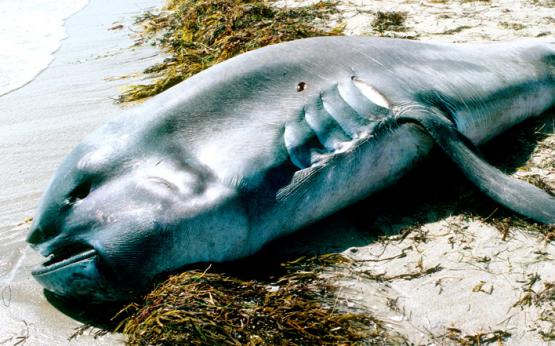 Megamouth III beached on Mandurah beach