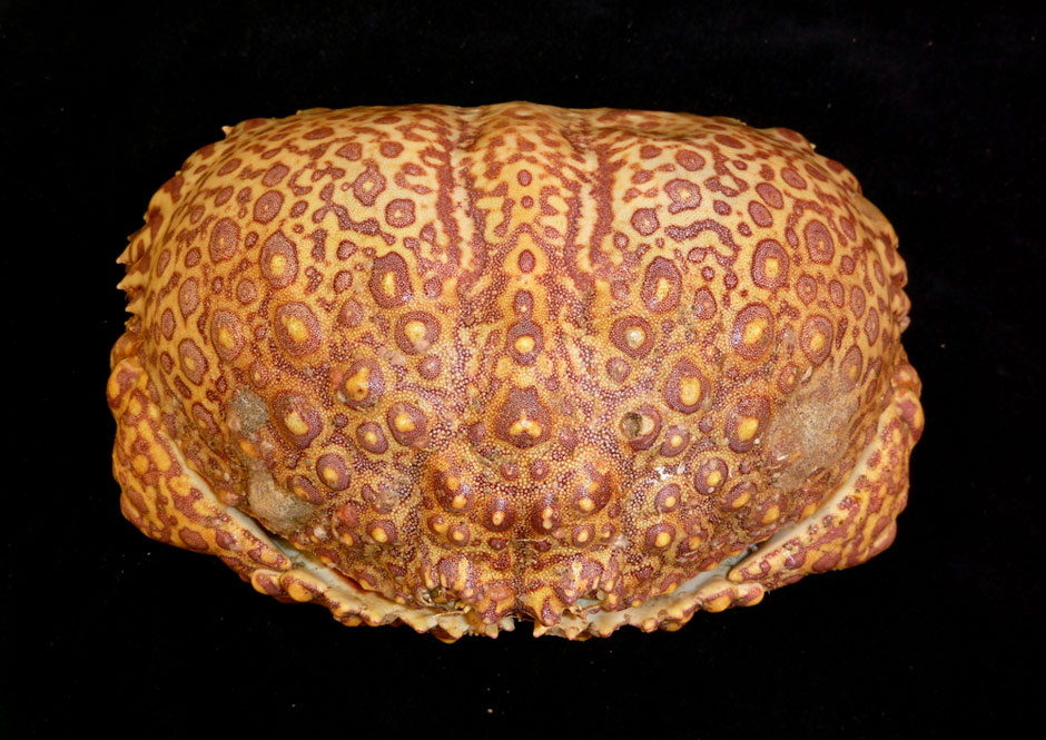 Japanese Shame-Faced Crab