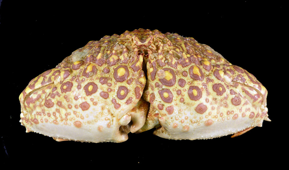 Japanese Shame-Faced Crab