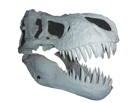 T-Rex Skull