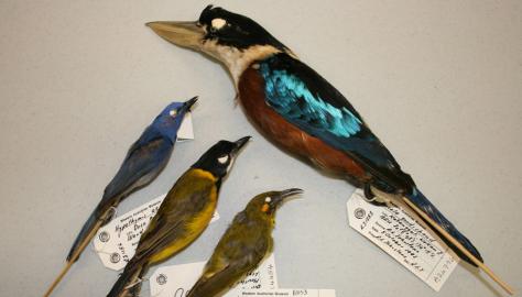 Eastern Indonesian collection Image copyright of WA Museum Photo by Claire Stevenson