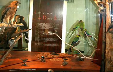 Bird Gallery Image copyright of the Western Australian Museum Photo from WA Museum