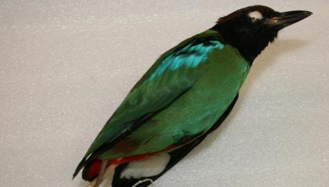 New Pitta recorded for WA Image copyright of WA Museum Photo by Claire Stevenson