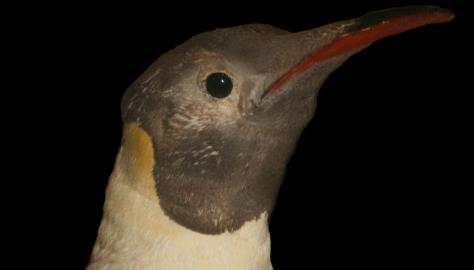 Mawson’s Penguin Image copyright of WA Museum Photo by Claire Stevenson