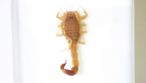 Isometroides vescus Image copyright of WA Museum Photo by Mark Harvey