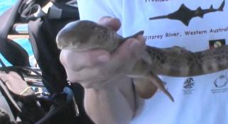 Marine Life of the Kimberley Region - Day 3 Video