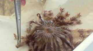 Marine Life of the Kimberley Region - Day 2 Part 2 Video