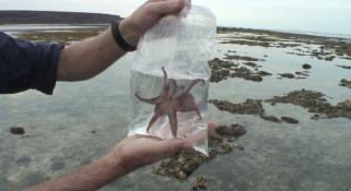 Marine Life of the Kimberley Region - Day 10 Video