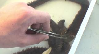Marine Life of the Kimberley Region - Day 6 Part 2 Video