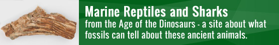 Marine Reptiles and Sharks from the Age of the Dinosaurs