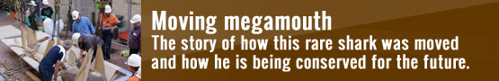 Moving Megamouth