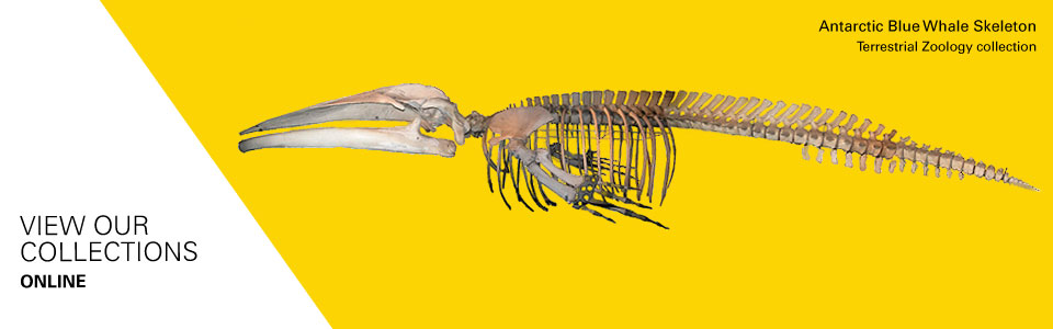 View our online collections
