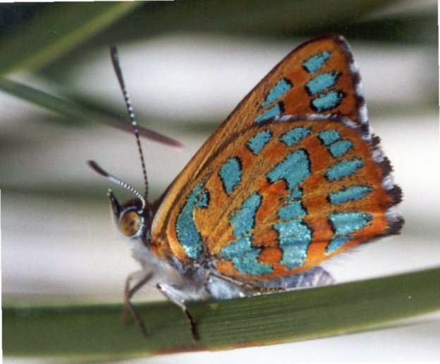 Giant Moths Western Australia