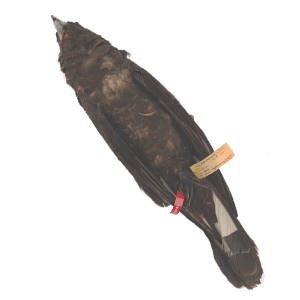 A Black Cockatoo's underside