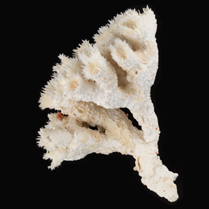 A branch of coral