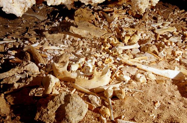 Leo Ossuary Fossils scattered across the cave floor