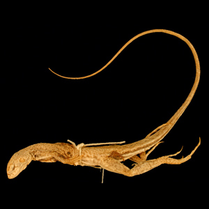 The underside of a juvenile skink